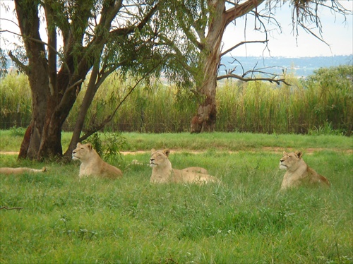 Johannesburg-Lion park