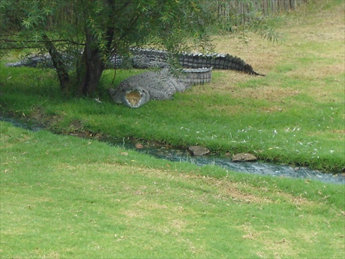 Johannesburg-Krokodilia farma