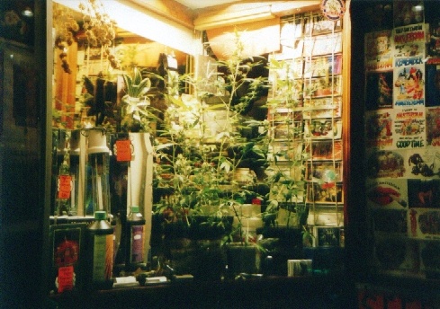 Marihuana Shop v Amsterdame