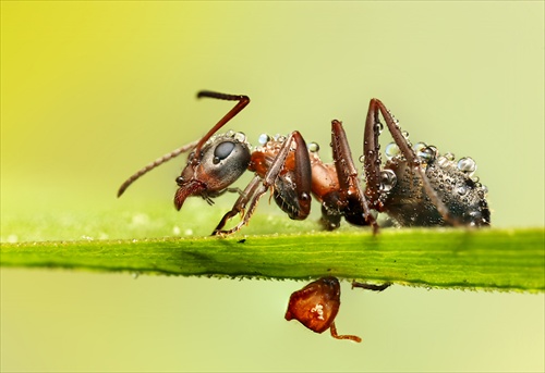 Mravčie tragédie- po útoku