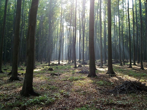 Malokarpatský les