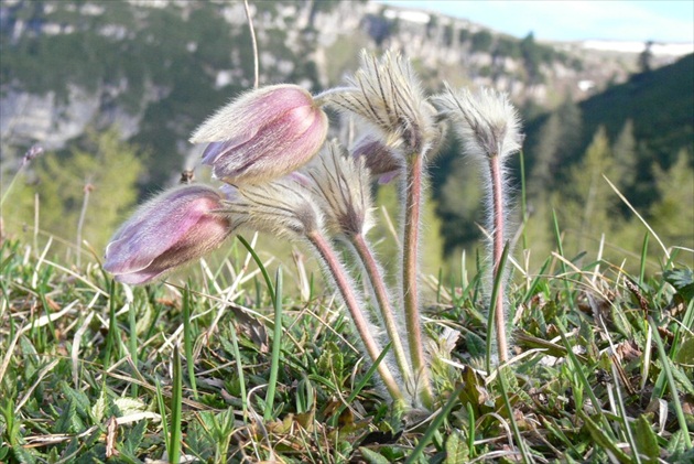 Chlpatá kvetinka v Dolomitoch