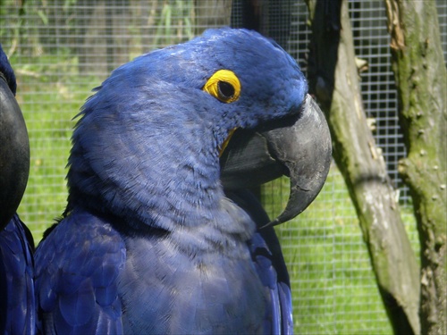papagáj v modrom