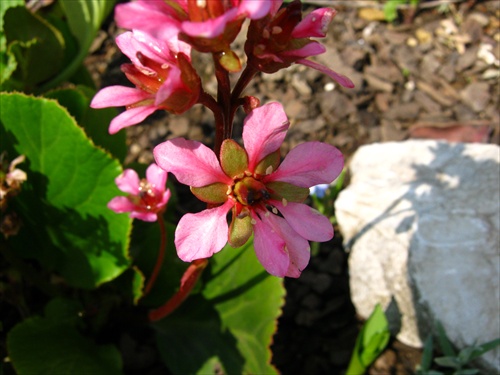 skalka kvitnúca
