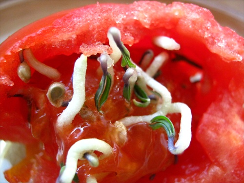 kličiaca paradajka