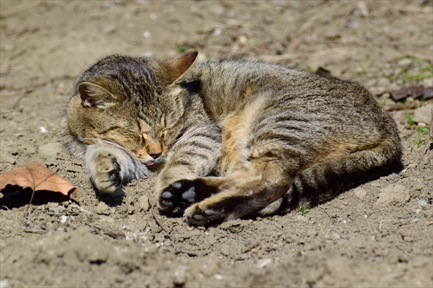 Mačacia siesta