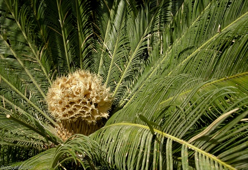 kvet palmy