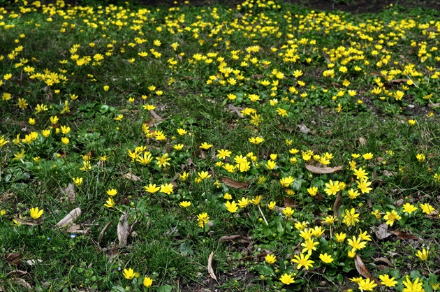 Jarný koberec