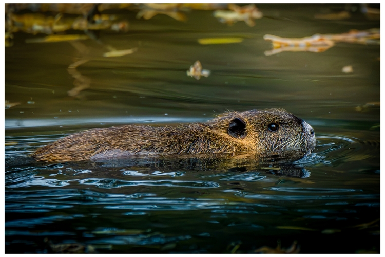 Nutria?
