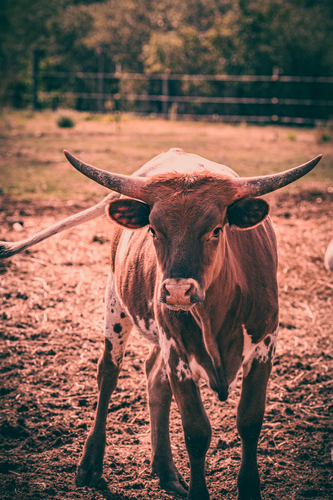 mladý longhorn