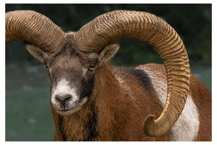 muflon portret