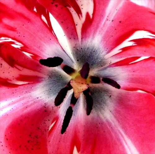 Lono tulipána