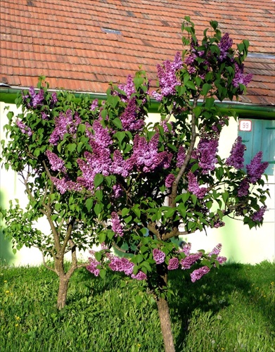 Orgovány