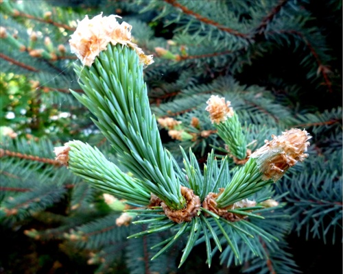 Omladina