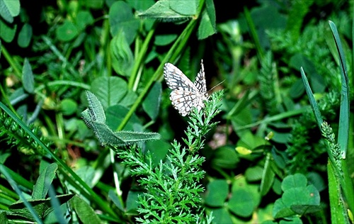 Mini motýlik