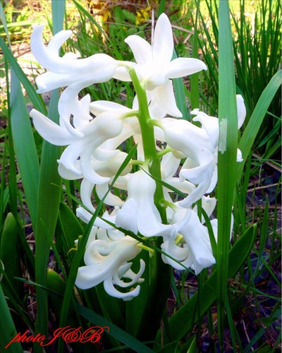 Hiacint biely