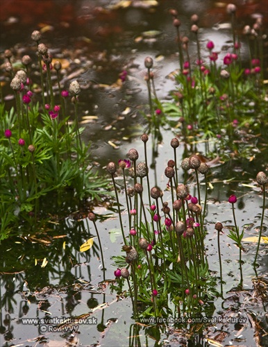 Potok Vydrica učí plávať rastliny v BZUK