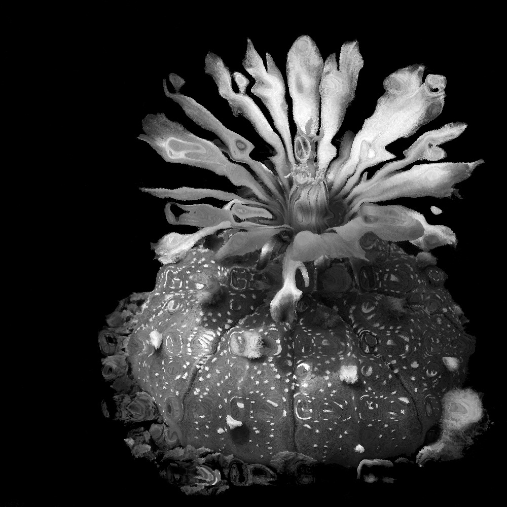 Morský ježko v kvete :-)