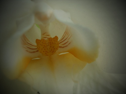Phalaenopsis-white