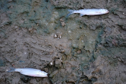 ryby alebo blizenci?