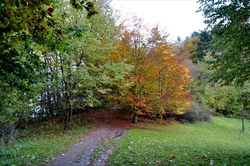 Pieninský les 2