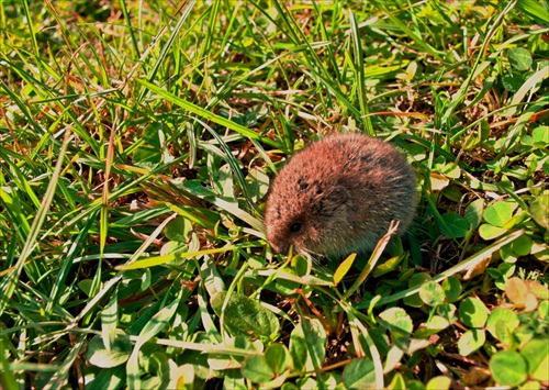 Hraboš 1