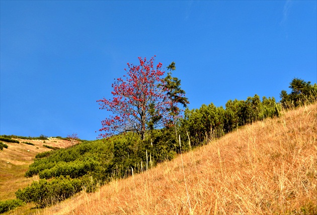 Jeseň vo Vajskovskej doline