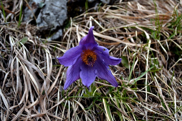 Poniklec v plnej kráse