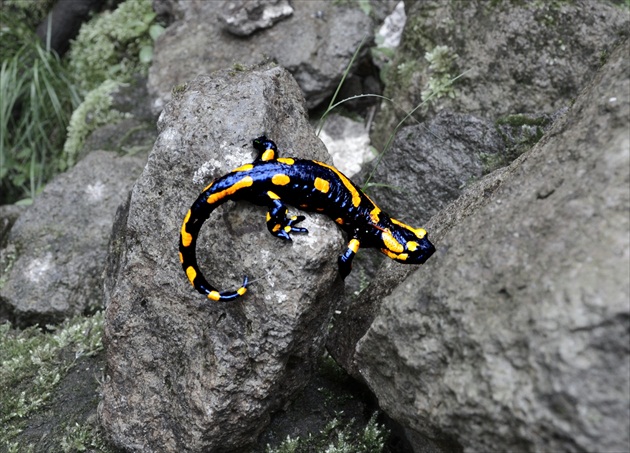 Salamandra škvrnitá