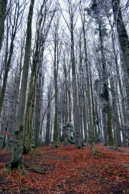 Les v Ostrovných Beskydách