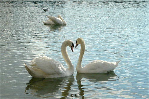 Zamilované labute