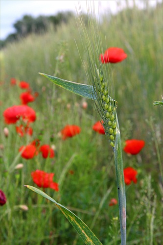 Mkovo-klásková