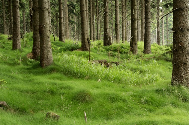 Harrachovský lesík