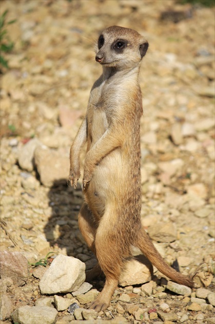 Kamoška modelka surikata