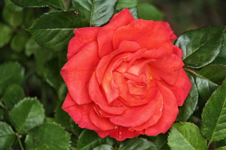Paneláková ruža