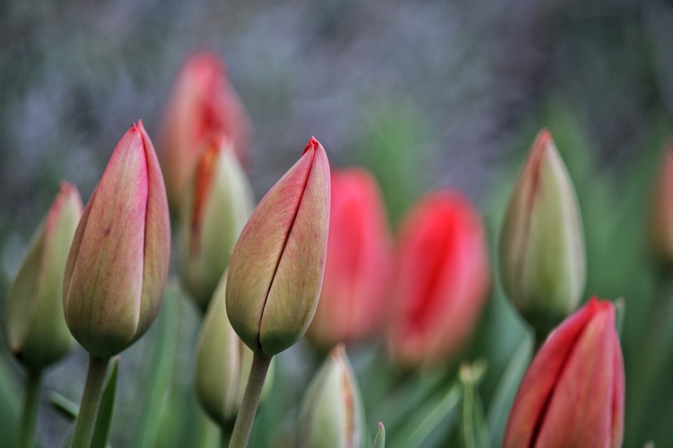 Mladí tulipáni