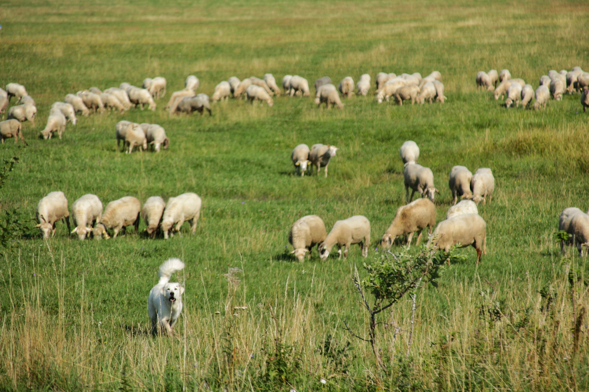 Podtatranské ovečky a ich strážsca 