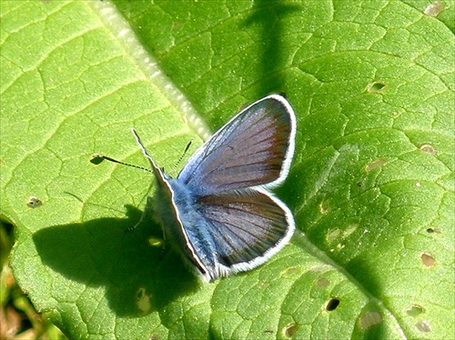 Motyľ