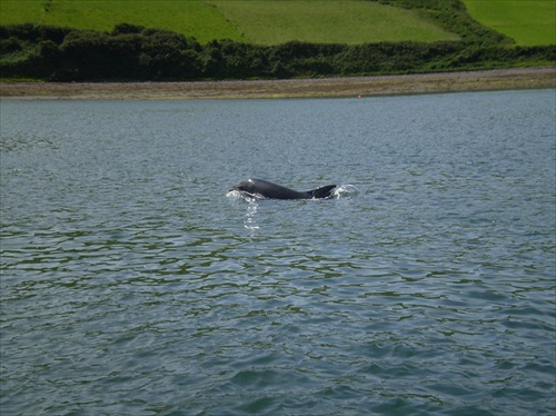 Delfin v zatoke Dingle