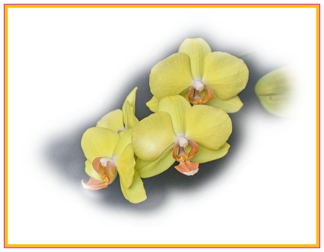 žlta orchidea
