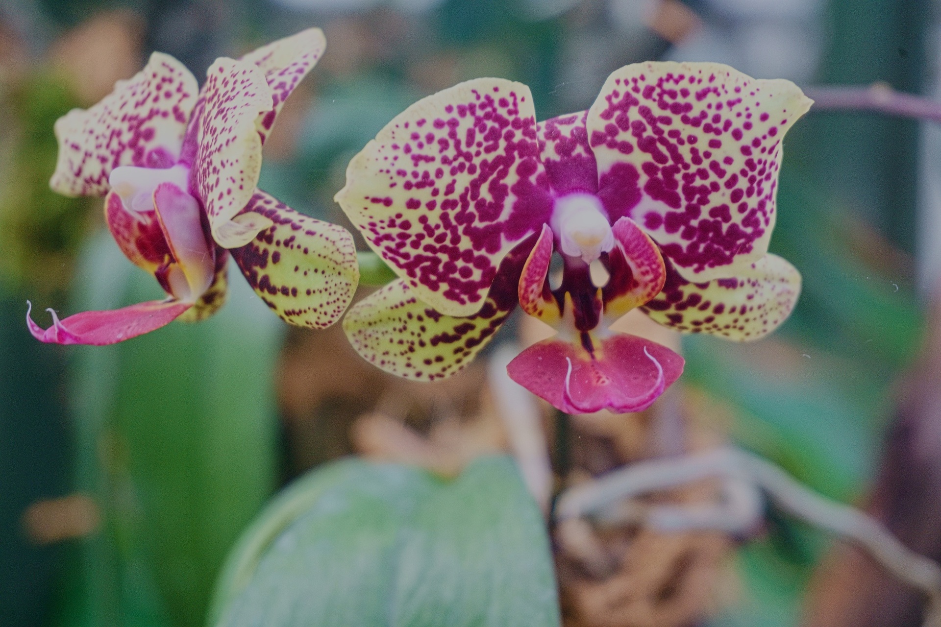 Kvety-orchidea