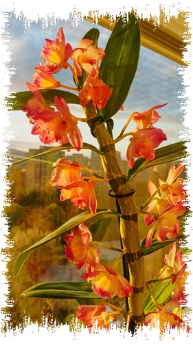 Orchidea v žiari slnka