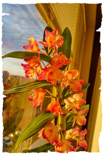 Stále kvitne-orchidea