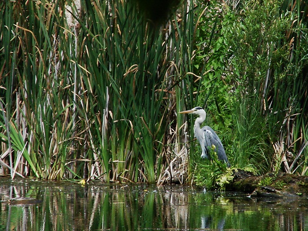 Fauna Petržalky