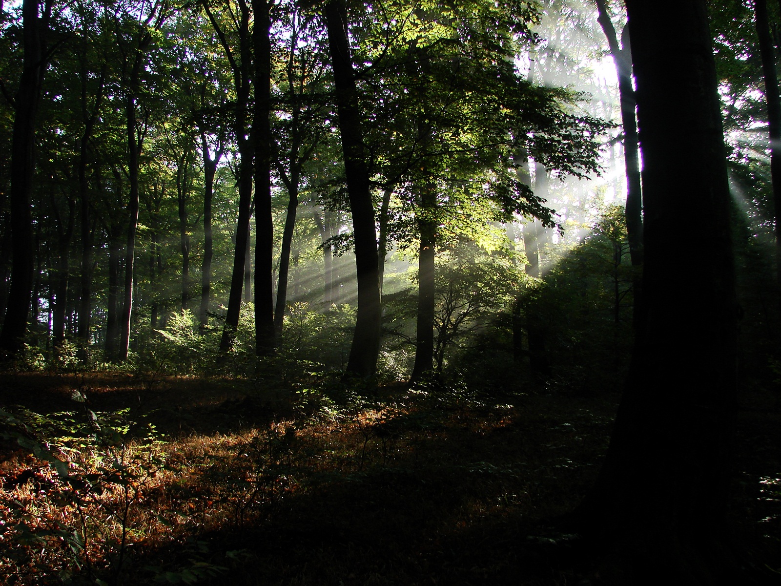 V čarovnom jesennom lese