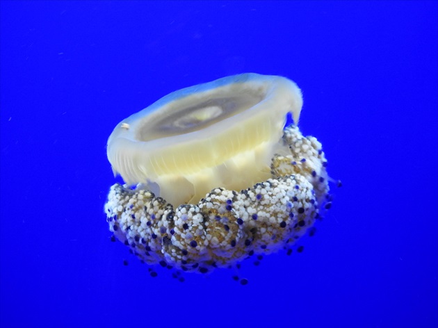 medúza z akvária