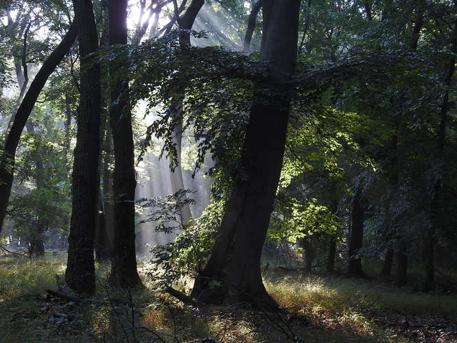 ráno v lese