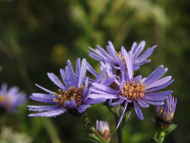 orosená astra alpínska