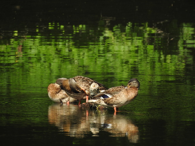 trio