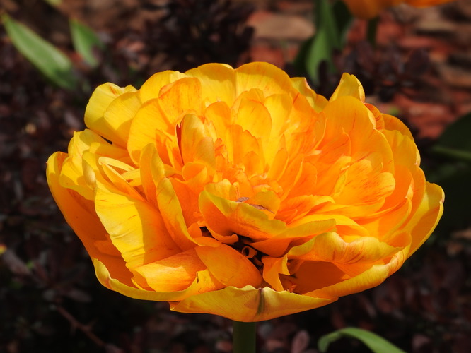 tiež tulipán
